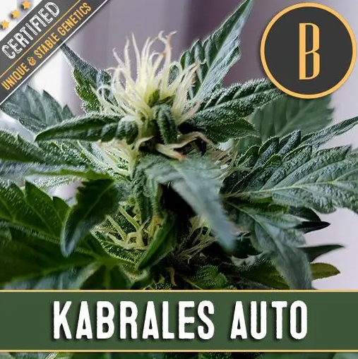 Blimburn Seeds Kabrales Auto Feminisiert Autoflower