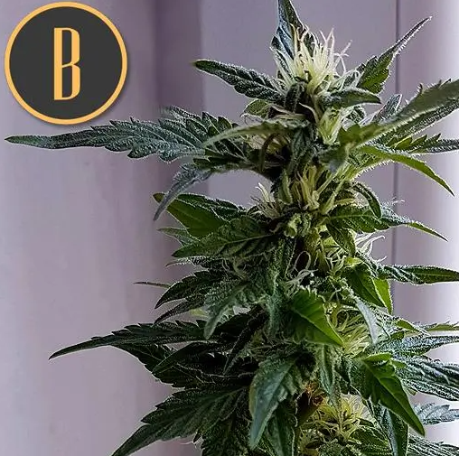 Blimburn Seeds Kabrales Auto Feminisiert Autoflower