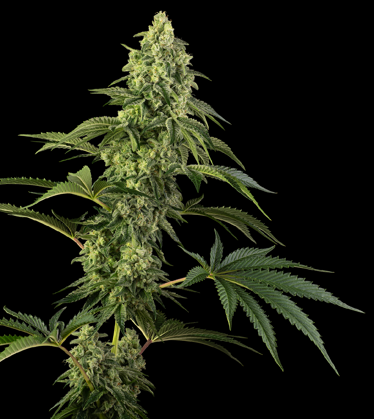 Sensi Seeds Cosmic Kiss, Feminisiert, 10 Stk