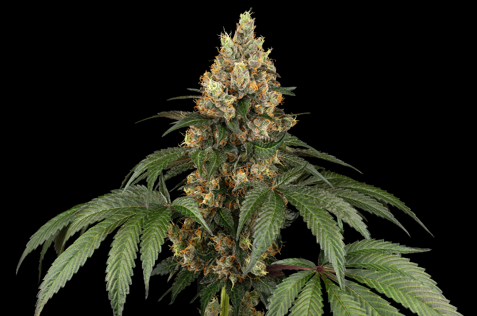 Sensi Seeds Chocolate Rainbow XXL, Feminisiert, 5 Stk