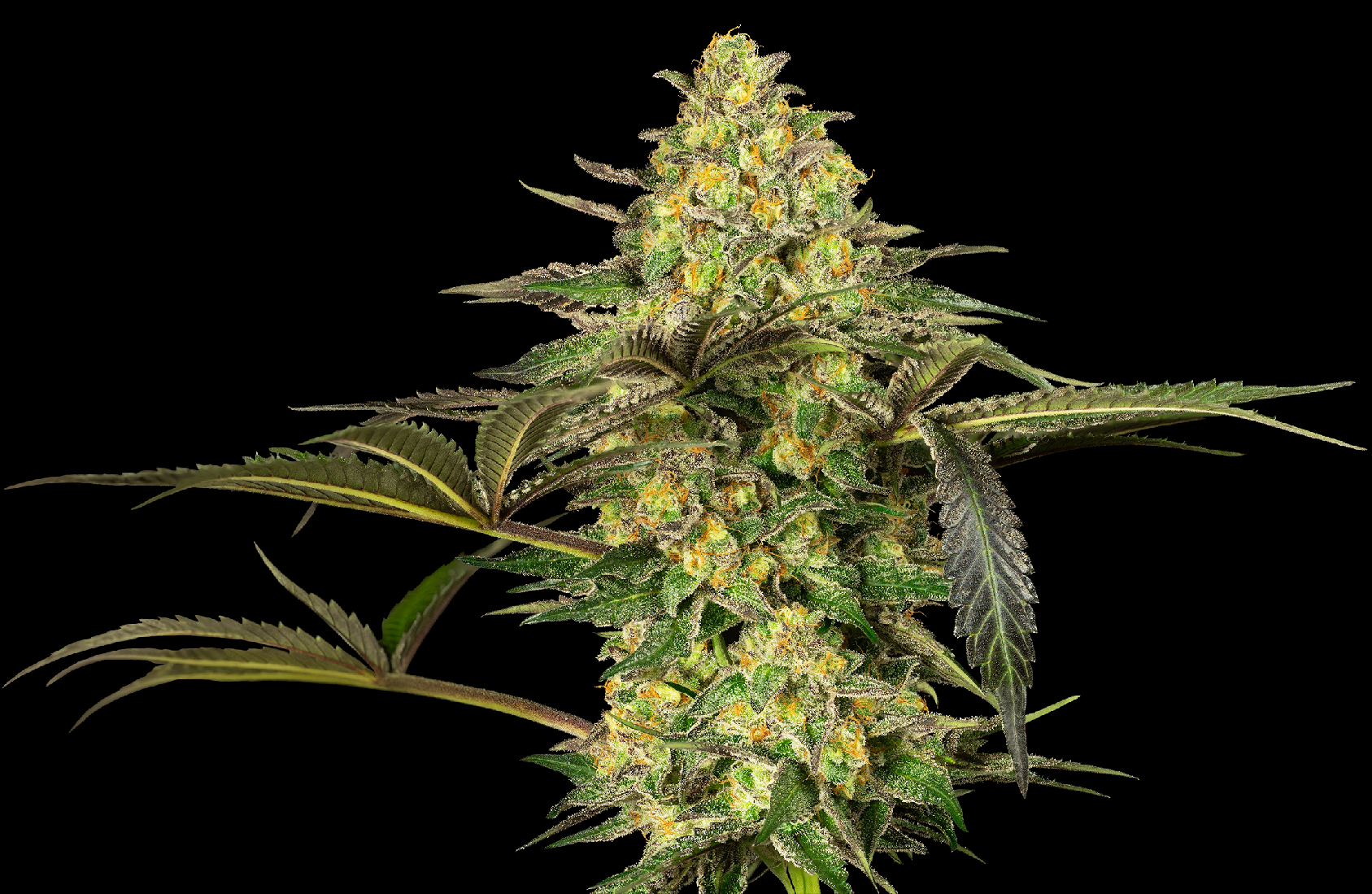 Sensi Seeds Grapevine Candy, Feminisiert, 10 Stk