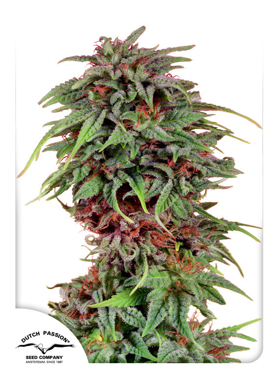 Dutch Passion Durban Poison Feminisiert