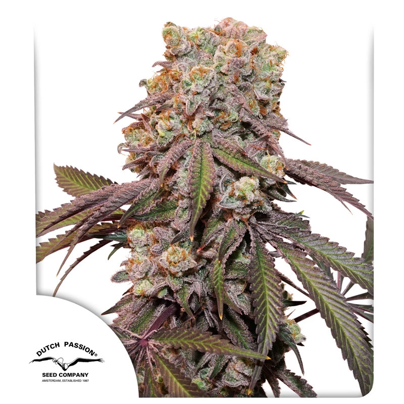 Dutch Passion Auto Candy Bubatz XL, Feminisiert Autoflower, 3 Stk