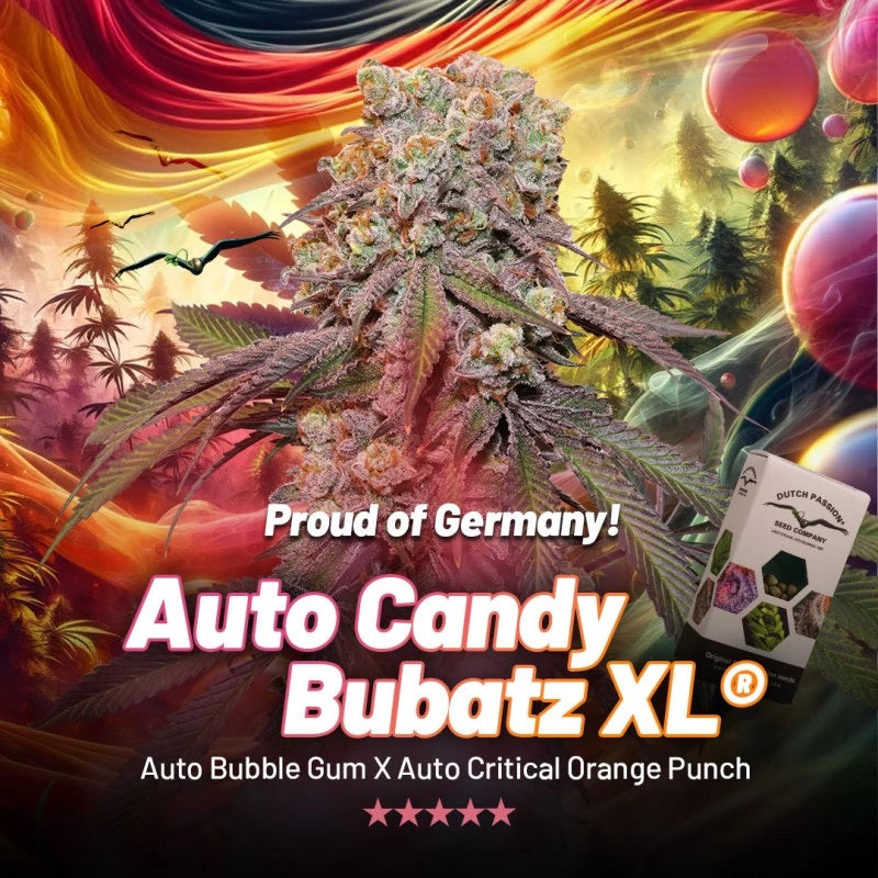 Dutch Passion Auto Candy Bubatz XL, Feminisiert Autoflower, 3 Stk