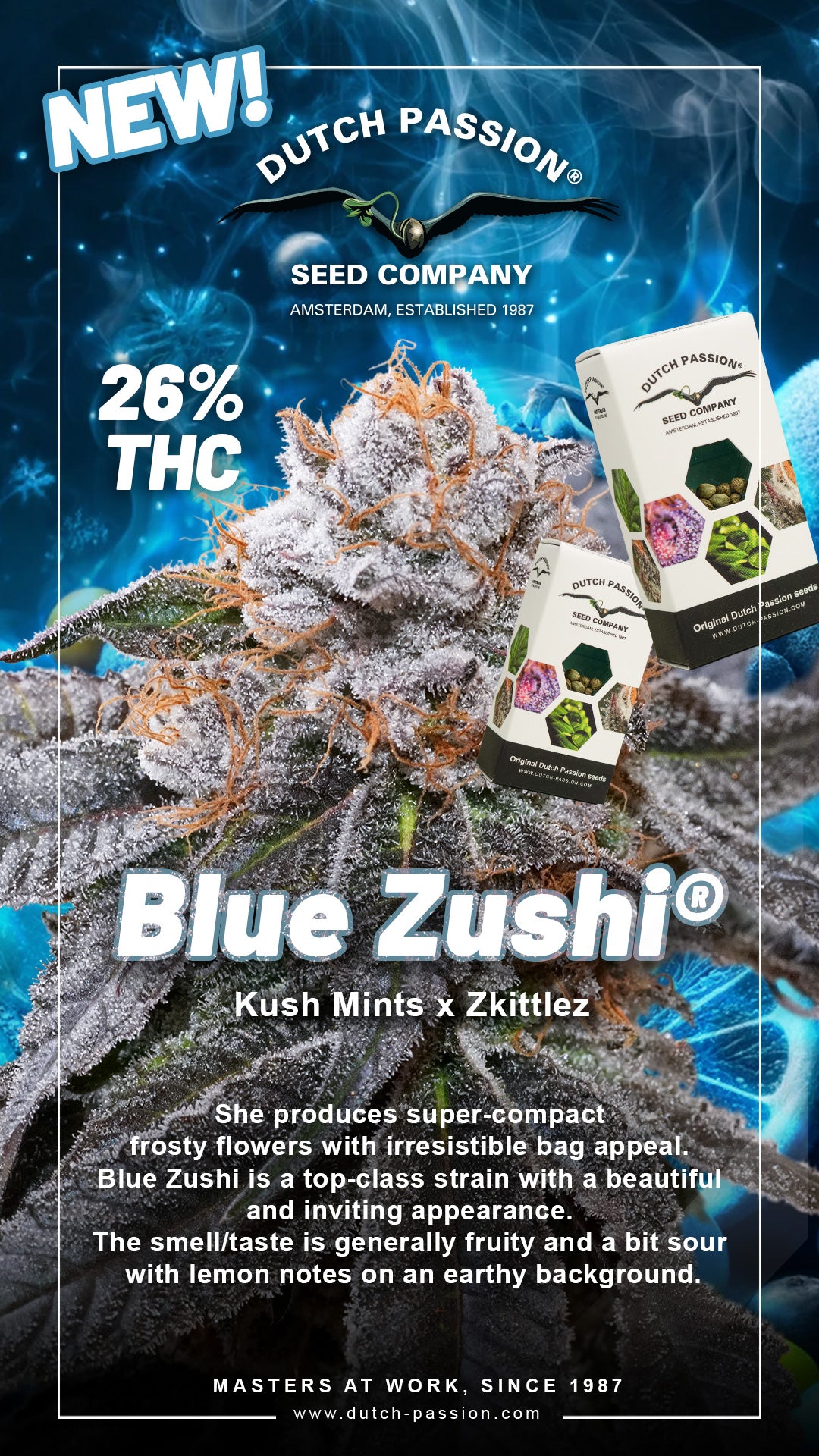 Dutch Passion Blue Zushi, Feminisiert, 3 Stk