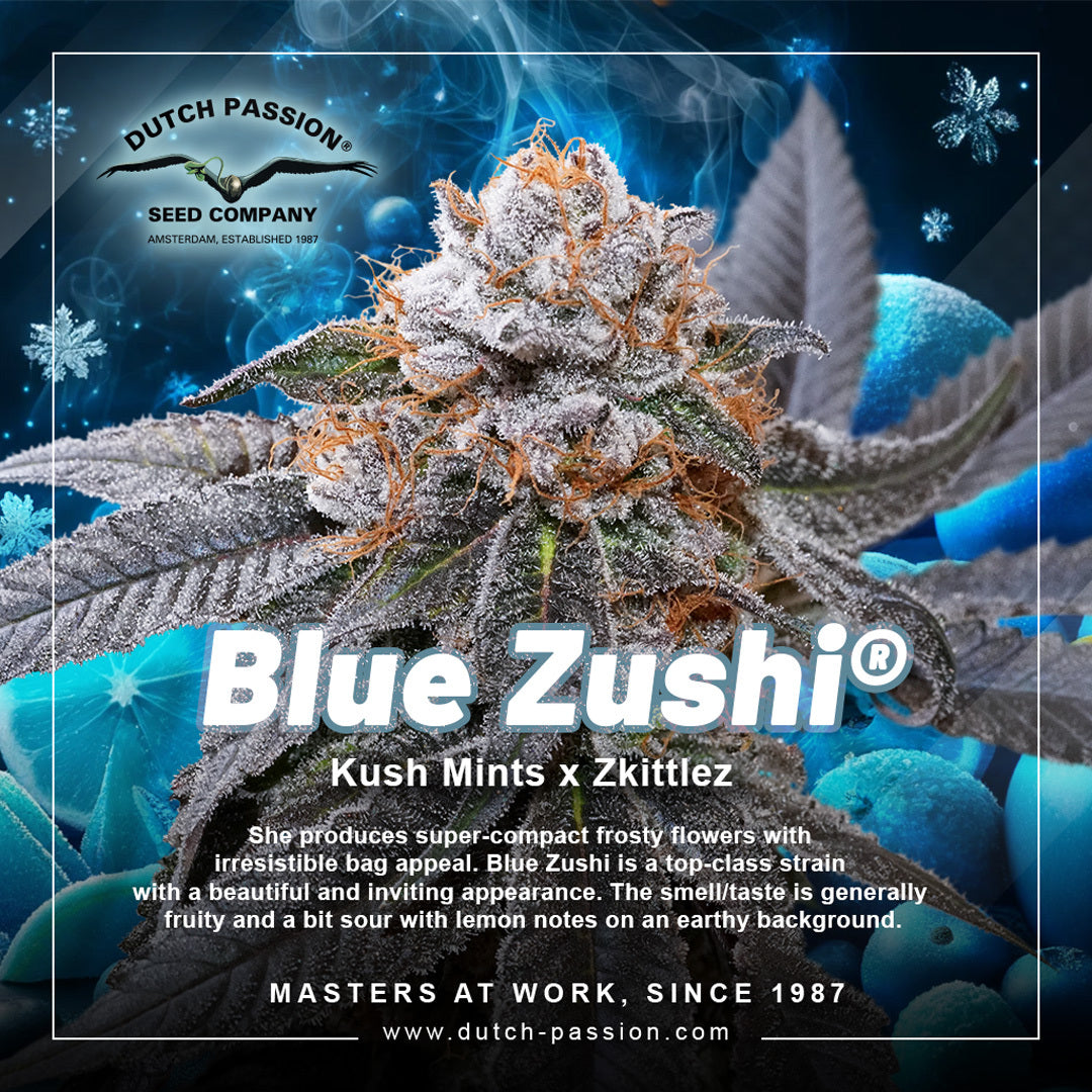 Dutch Passion Blue Zushi, Feminisiert, 3 Stk
