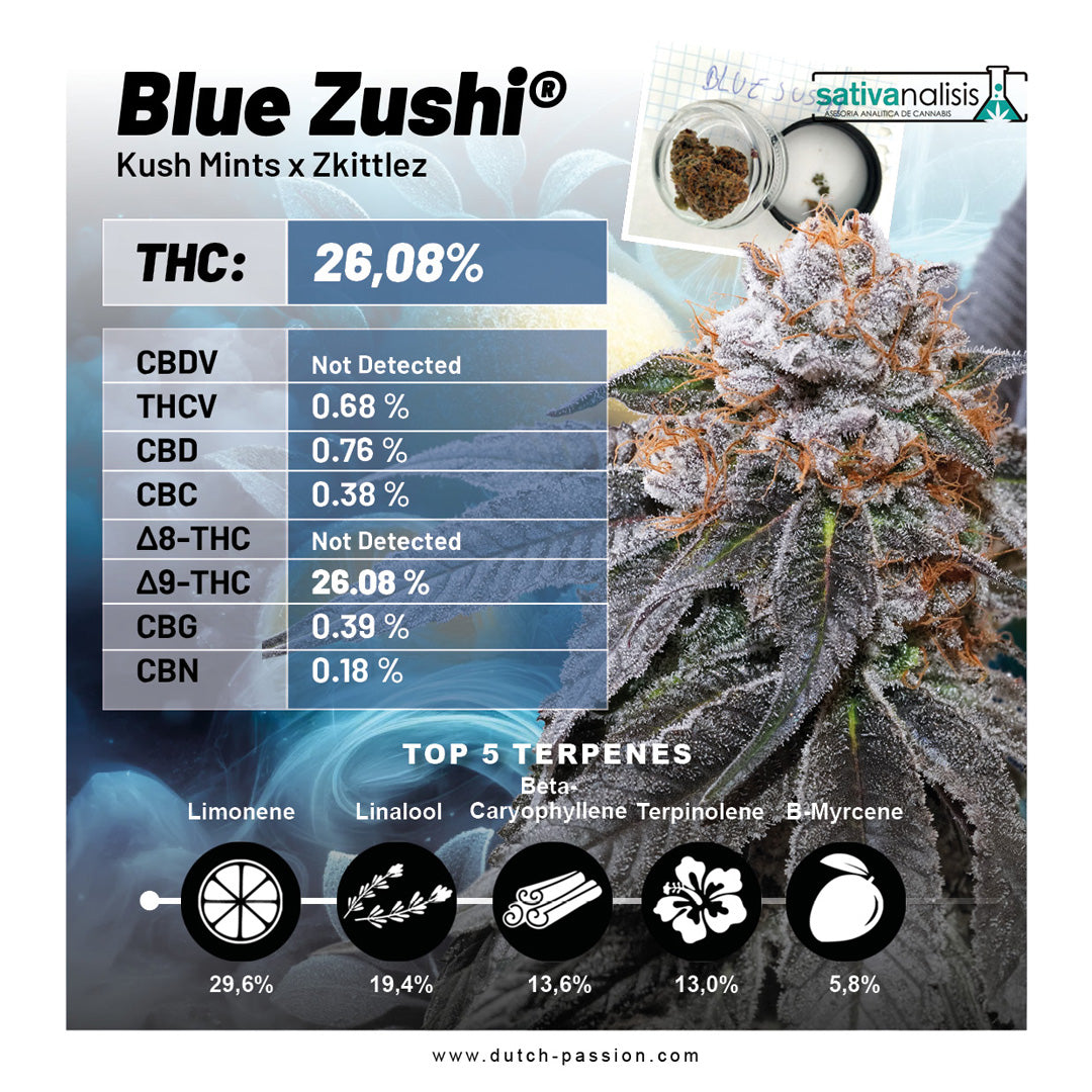Dutch Passion Blue Zushi, Feminisiert, 3 Stk