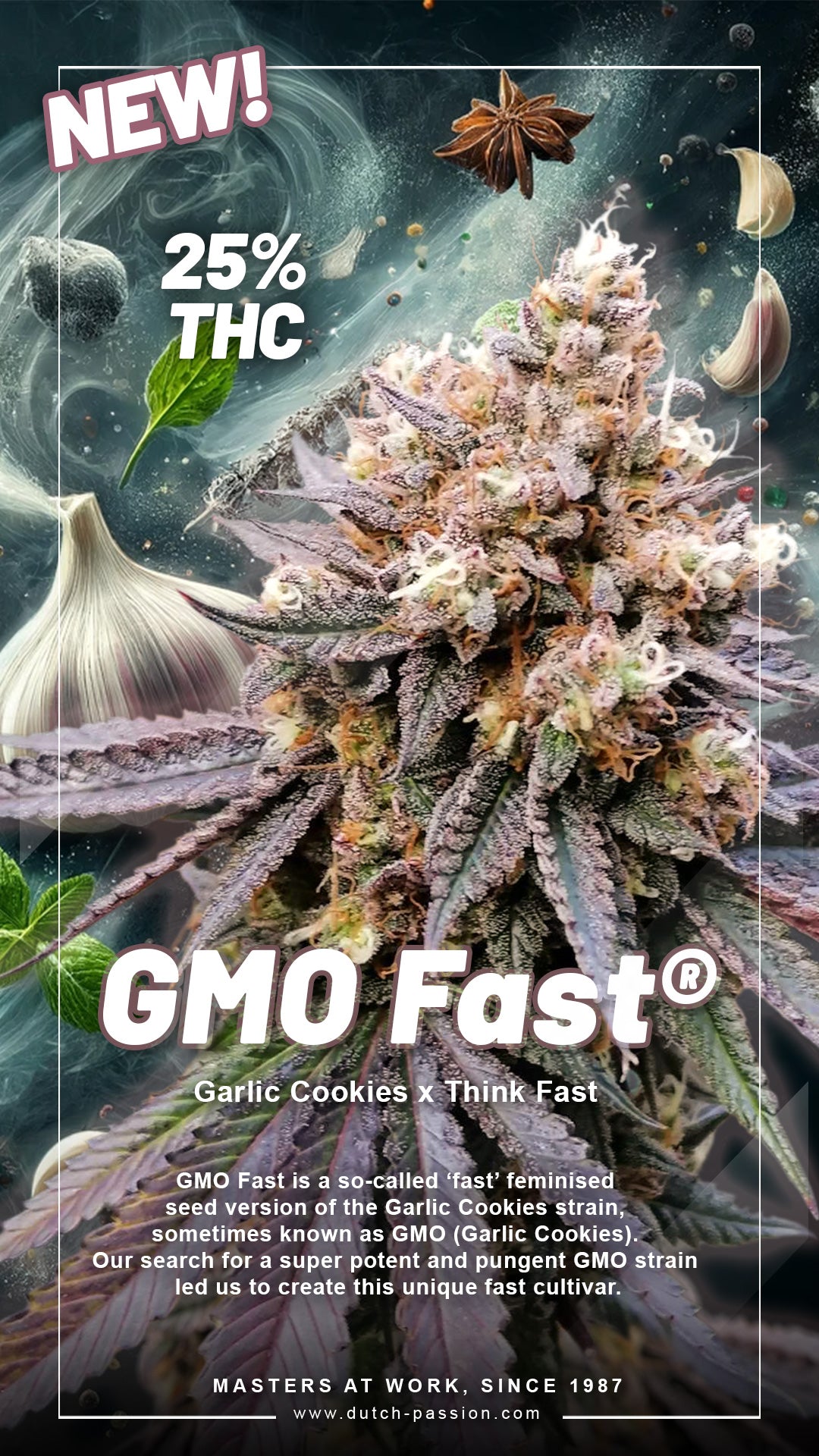 Dutch Passion GMO Fast, Feminisiert, 10 Stk