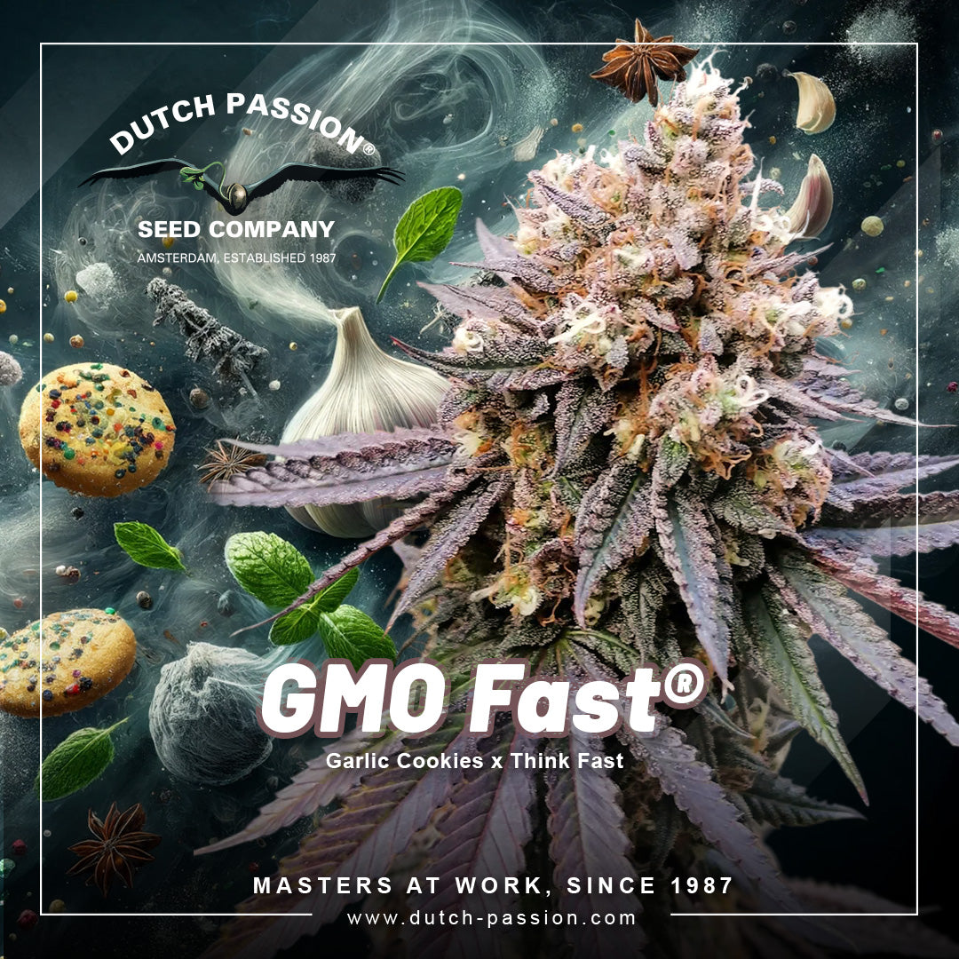 Dutch Passion GMO Fast, Feminisiert, 5 Stk