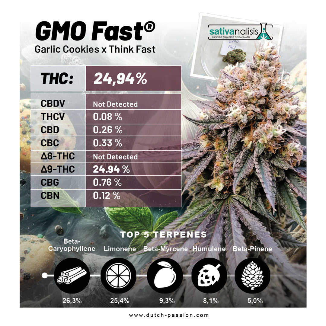 Dutch Passion GMO Fast, Feminisiert, 10 Stk