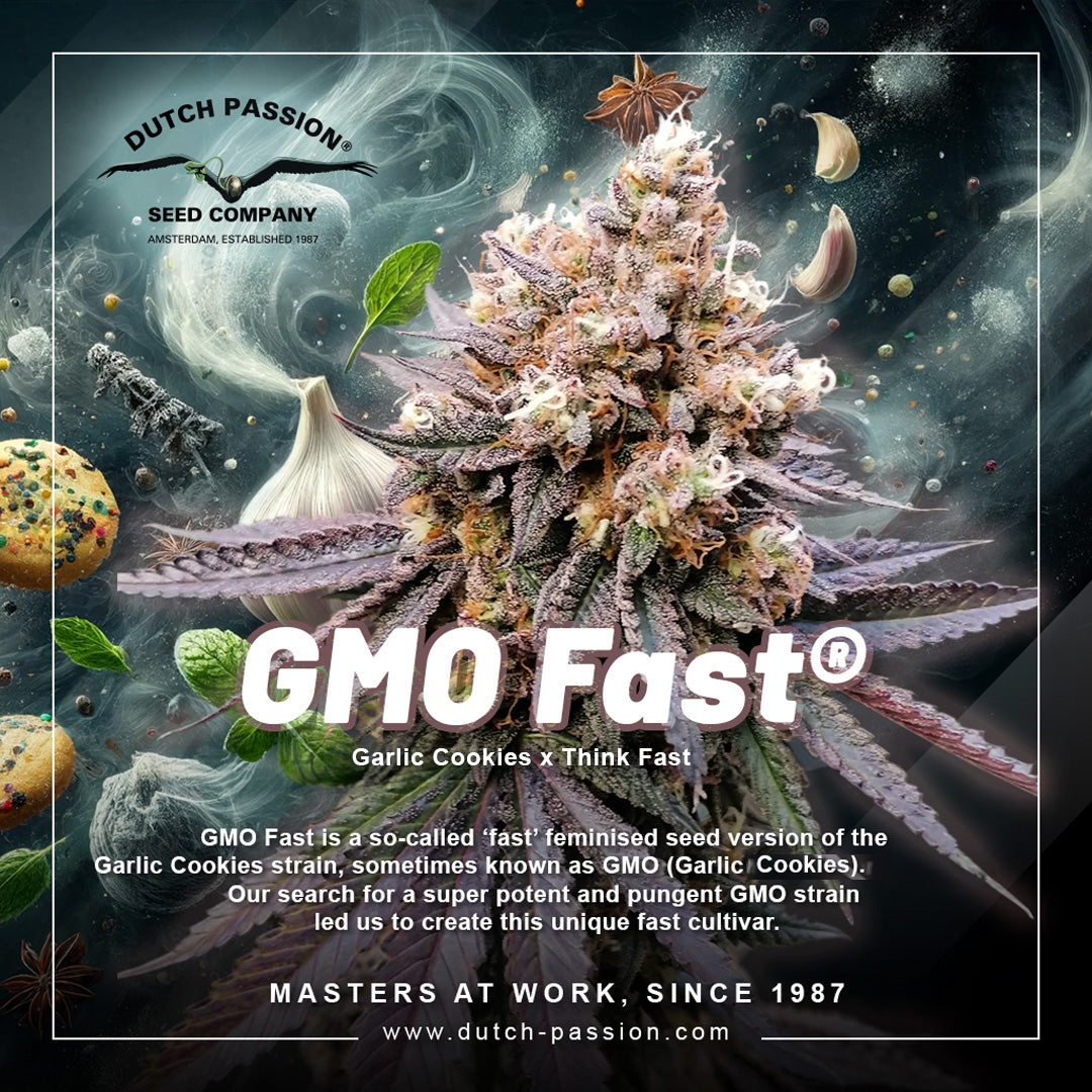 Dutch Passion GMO Fast, Feminisiert, 5 Stk