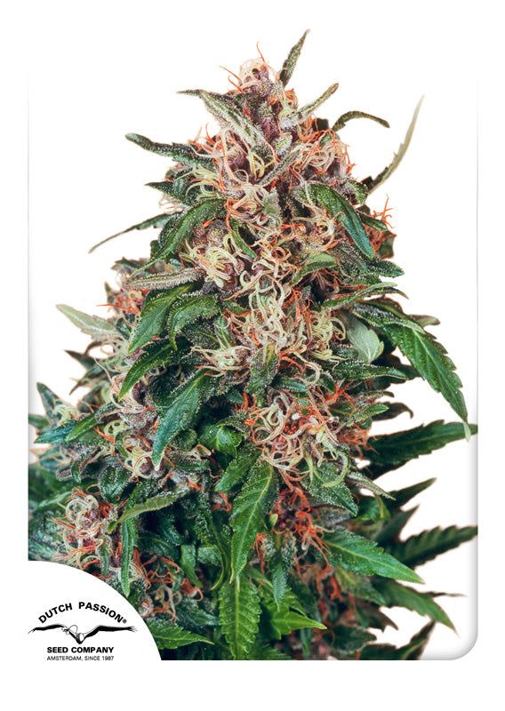 Dutch Passion Hollands Hope Regulär