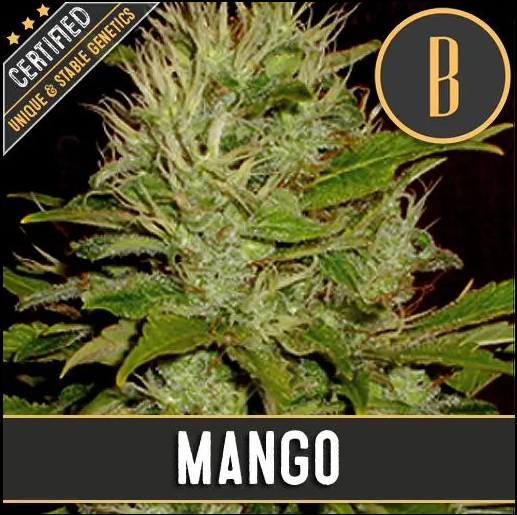 Blimburn Seeds Mango feminisiert