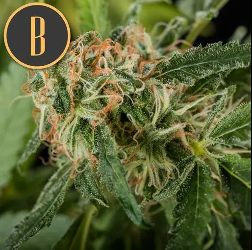 Blimburn Seeds Mamba Negra Feminisiert