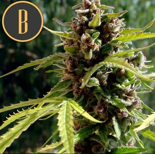 Blimburn Seeds Mamba Negra Auto Feminisiert Autoflower