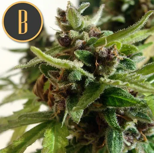 Blimburn Seeds Mamba Negra Auto Feminisiert Autoflower