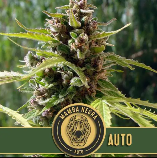 Blimburn Seeds Mamba Negra Auto Feminisiert Autoflower