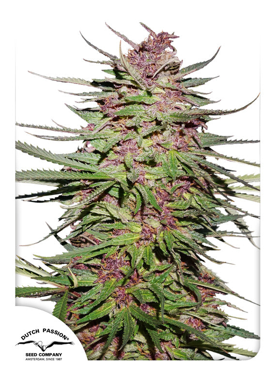 Dutch Passion Purple #1 Feminisiert