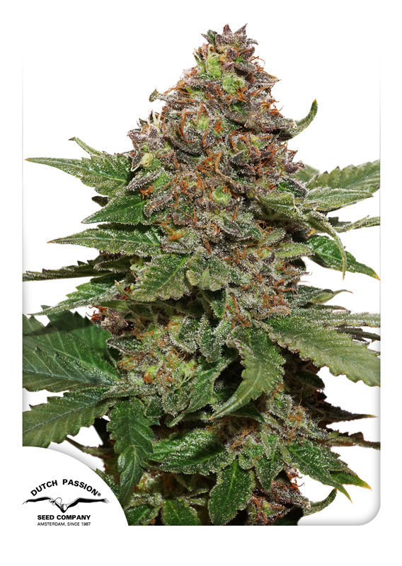 Dutch Passion Strawberry Cough Feminisiert