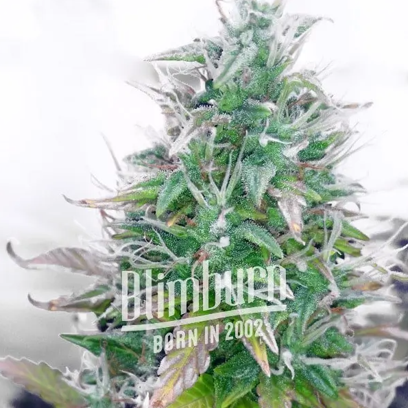 Blimburn Seeds Northern Auto Feminisierte Autoflower