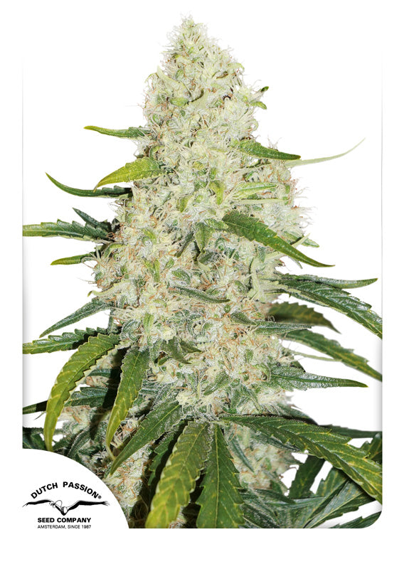 Dutch Passion Think Big Auto Feminisierte Autoflower