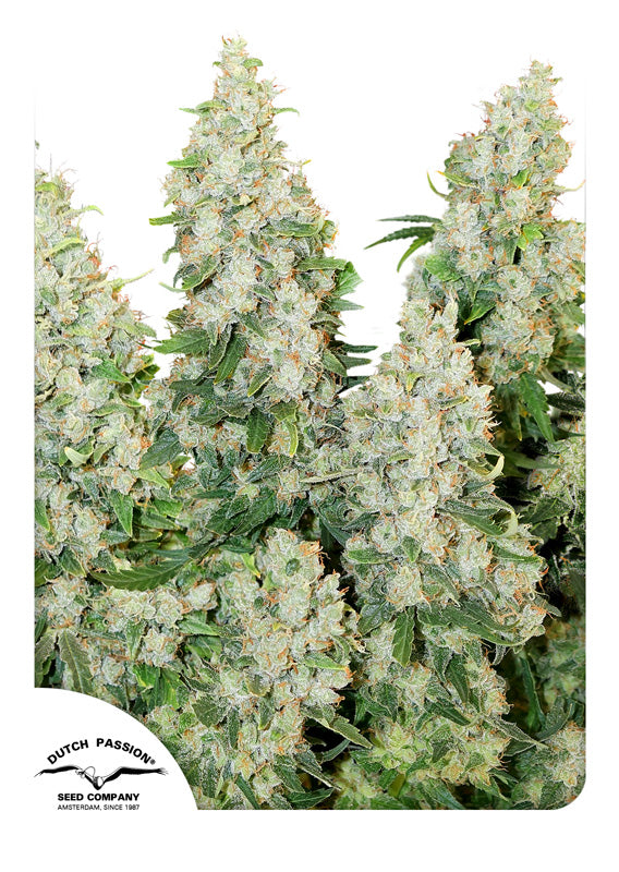 Dutch Passion Think Different Feminisierte Autoflower