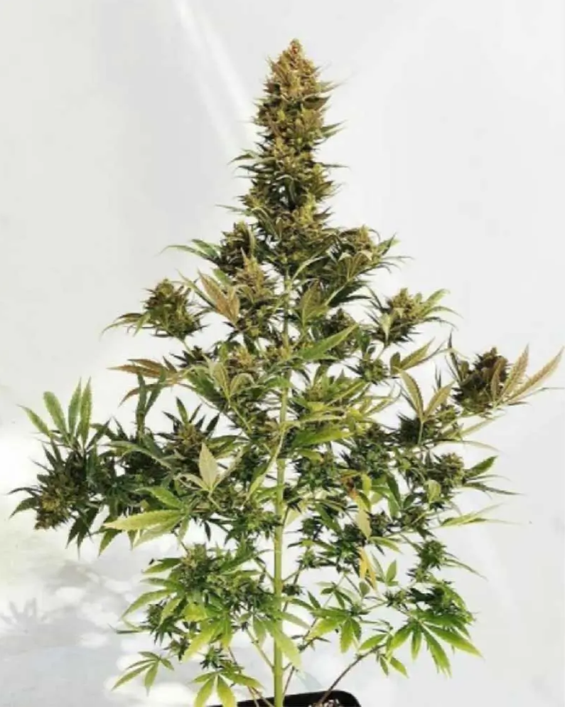 Blimburn Seeds Original Clone Feminisiert