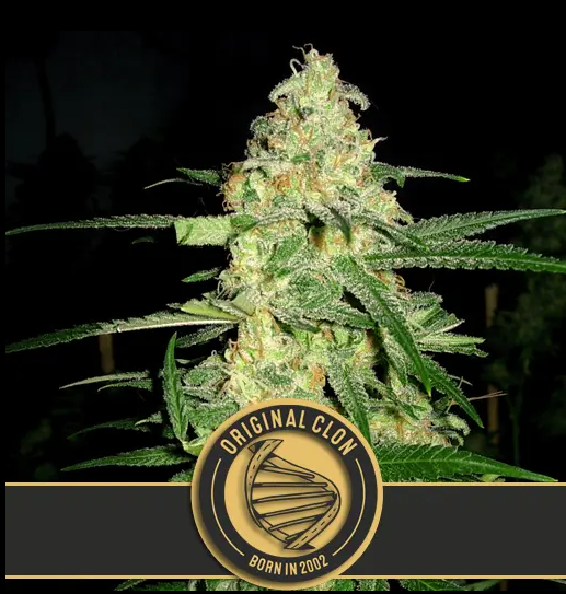 Blimburn Seeds Original Clone Feminisiert