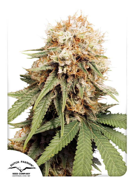 Dutch Passion White Widow Feminisiert