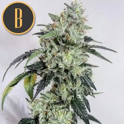 Blimburn Seeds OG's Kush Feminisiert