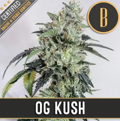 Blimburn Seeds OG's Kush Feminisiert