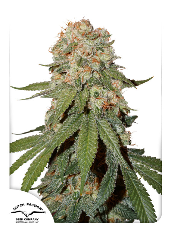 Dutch Passion Orange Bud Regular