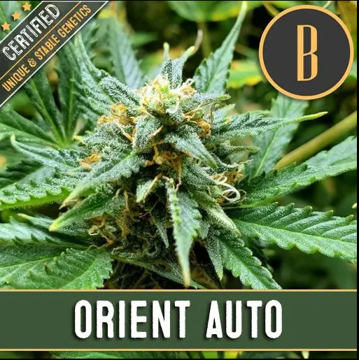 Blimburn Seeds Orient Auto Feminisiert Autoflower