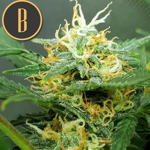 Blimburn Seeds Orient Auto Feminisiert Autoflower