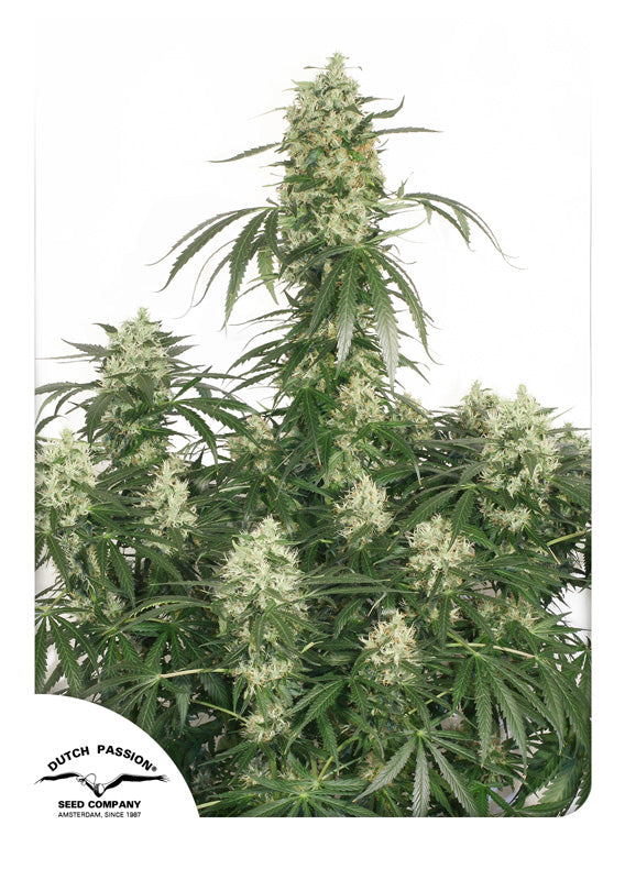 Dutch Passion The Ultimate x White Widow Regular