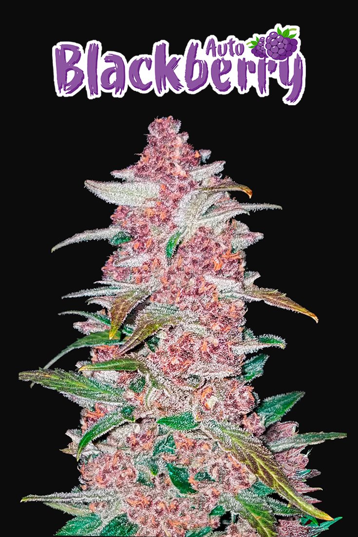 Fast Buds Blackberry Auto Feminisiert Autoflower