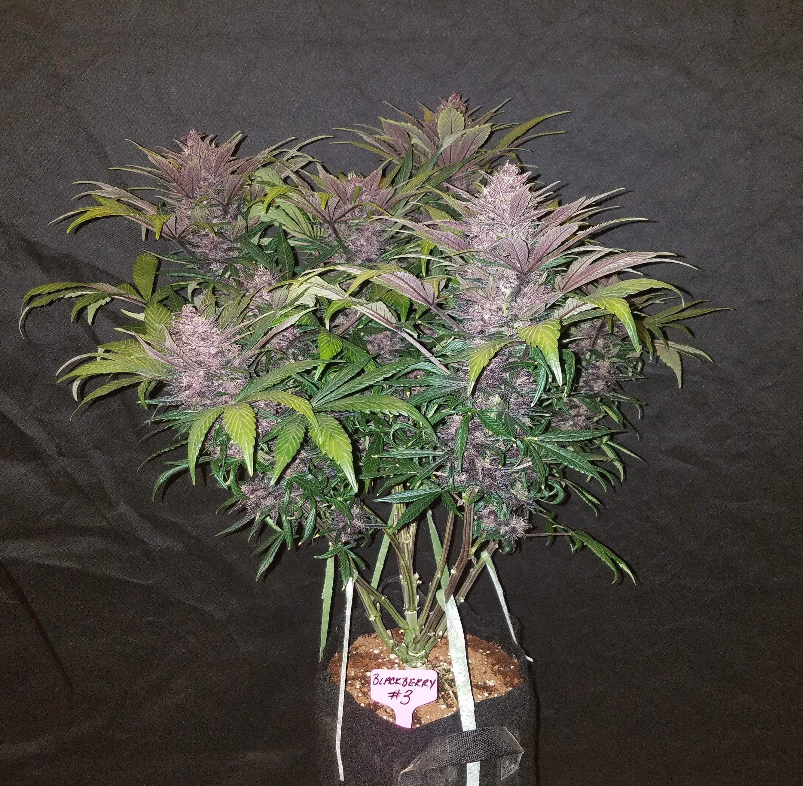 Fast Buds Blackberry Auto Feminisiert Autoflower