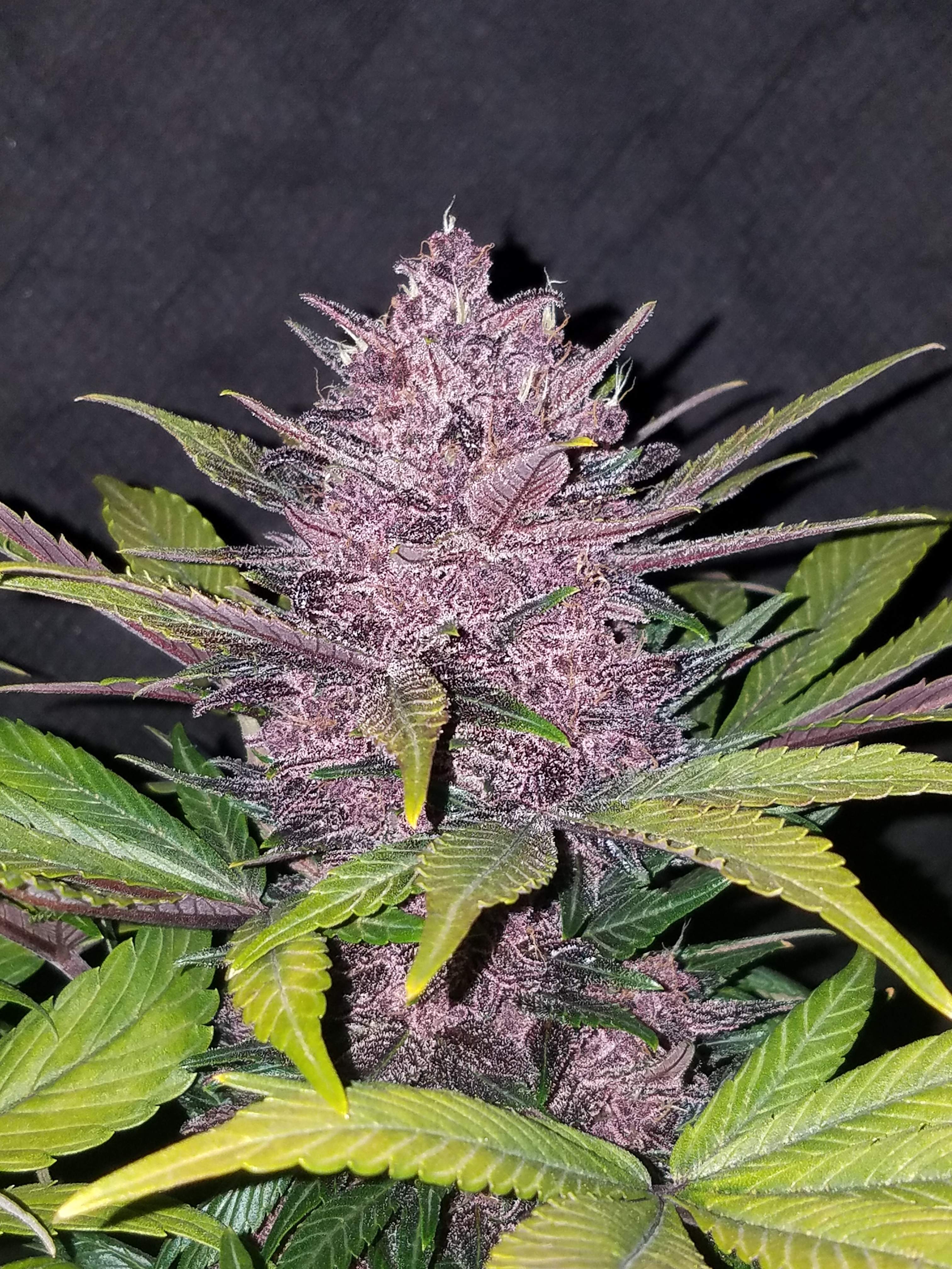 Fast Buds Blackberry Auto Feminisiert Autoflower