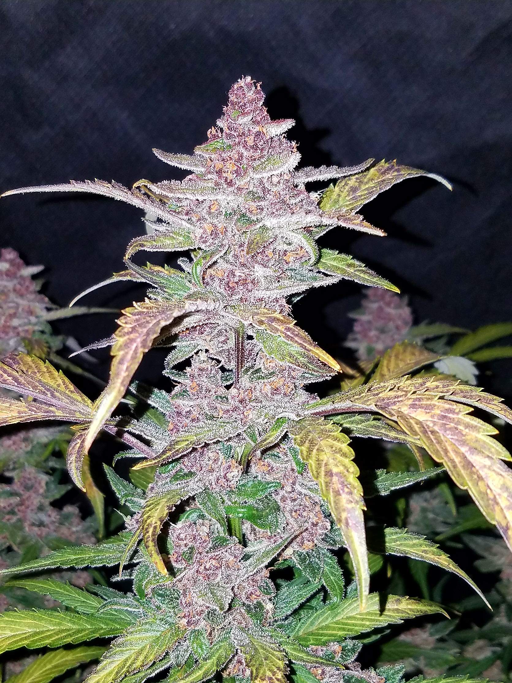 Fast Buds Blackberry Auto Feminisiert Autoflower