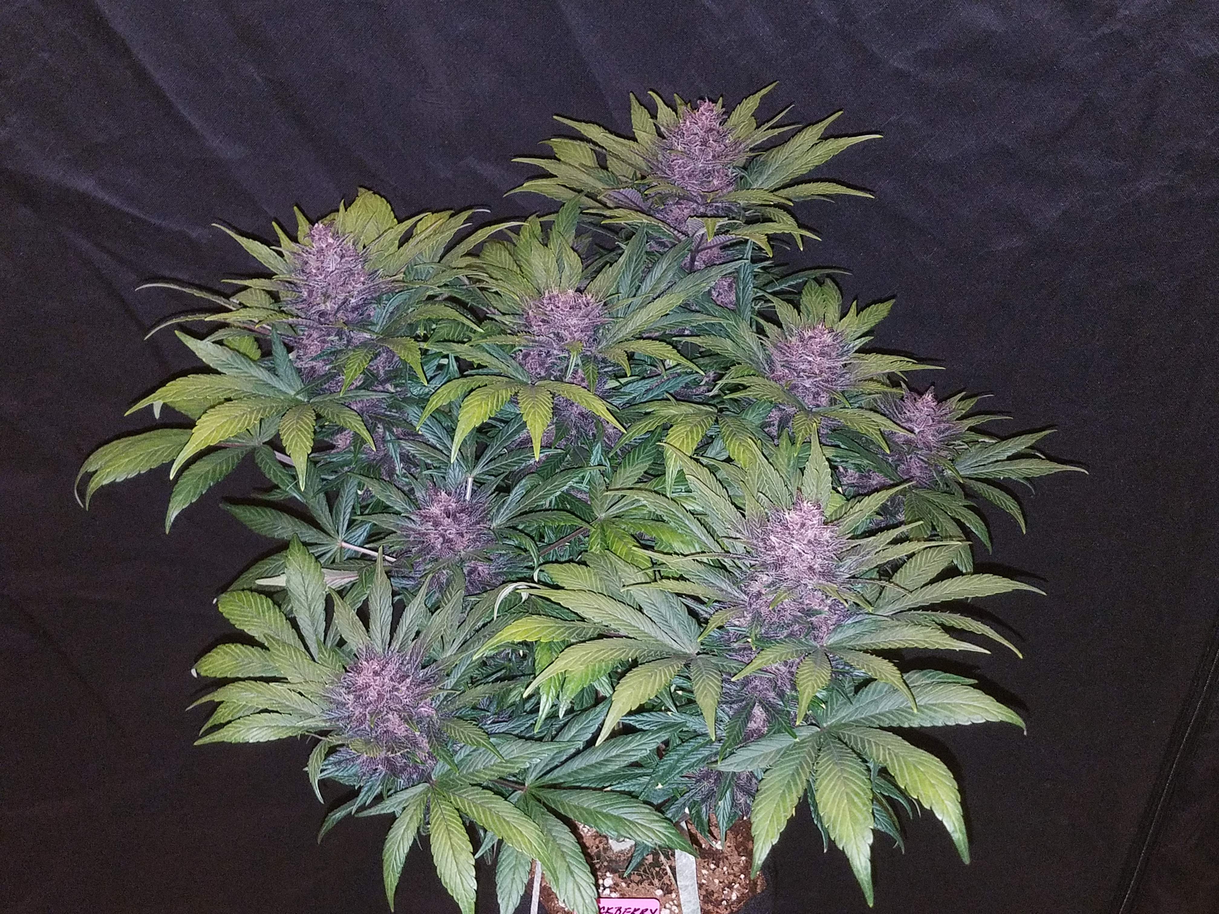 Fast Buds Blackberry Auto Feminisiert Autoflower