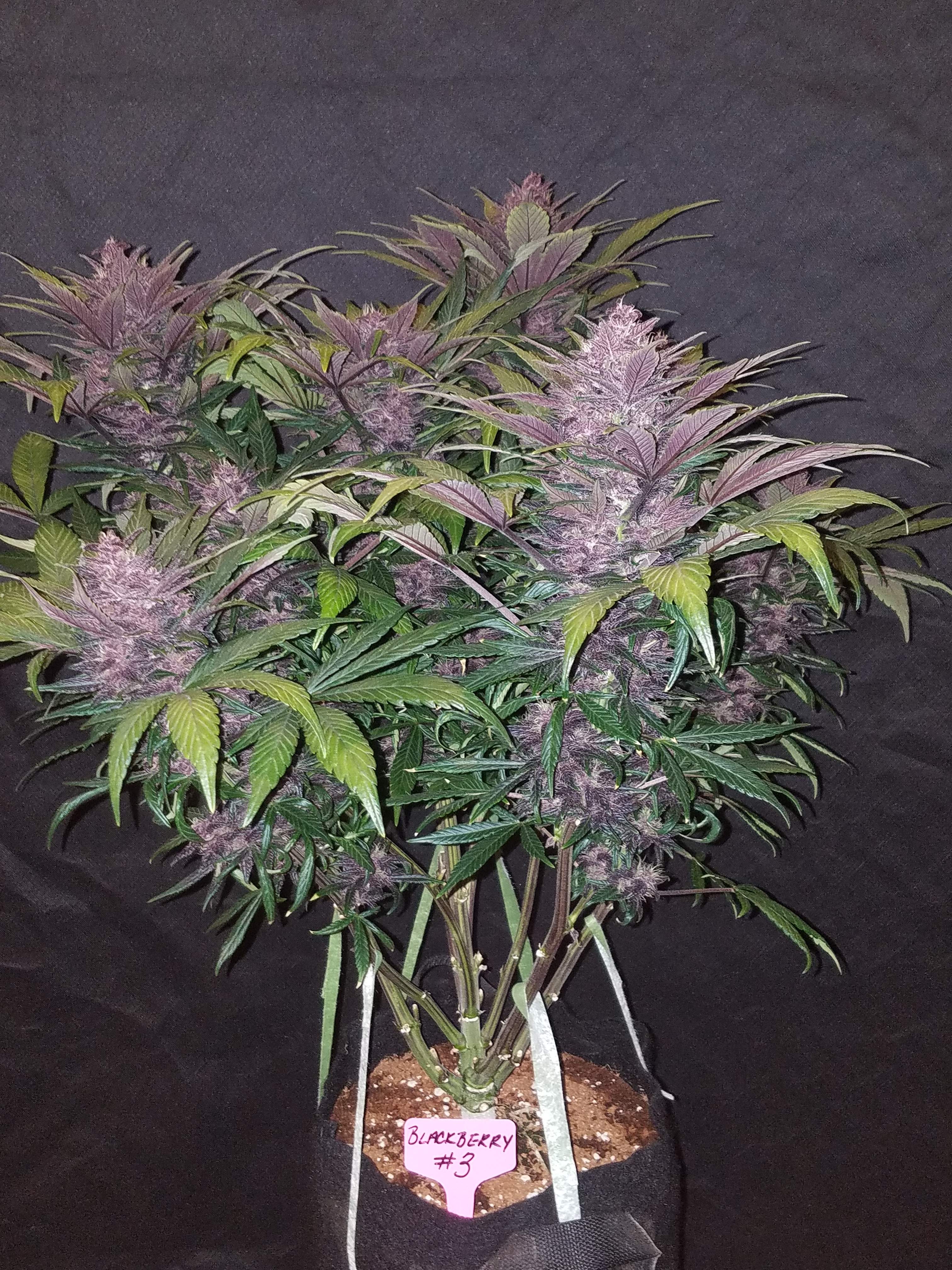 Fast Buds Blackberry Auto Feminisiert Autoflower