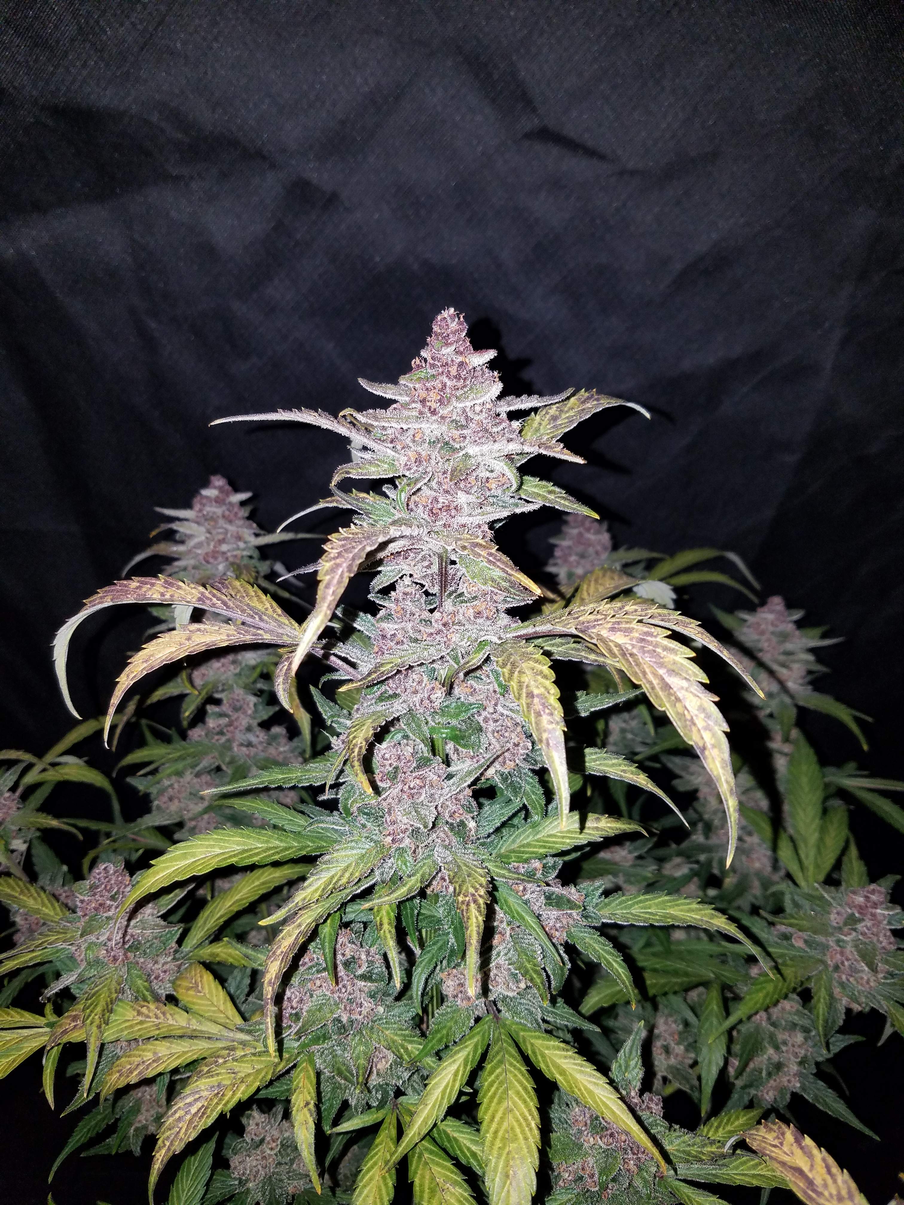 Fast Buds Blackberry Auto Feminisiert Autoflower