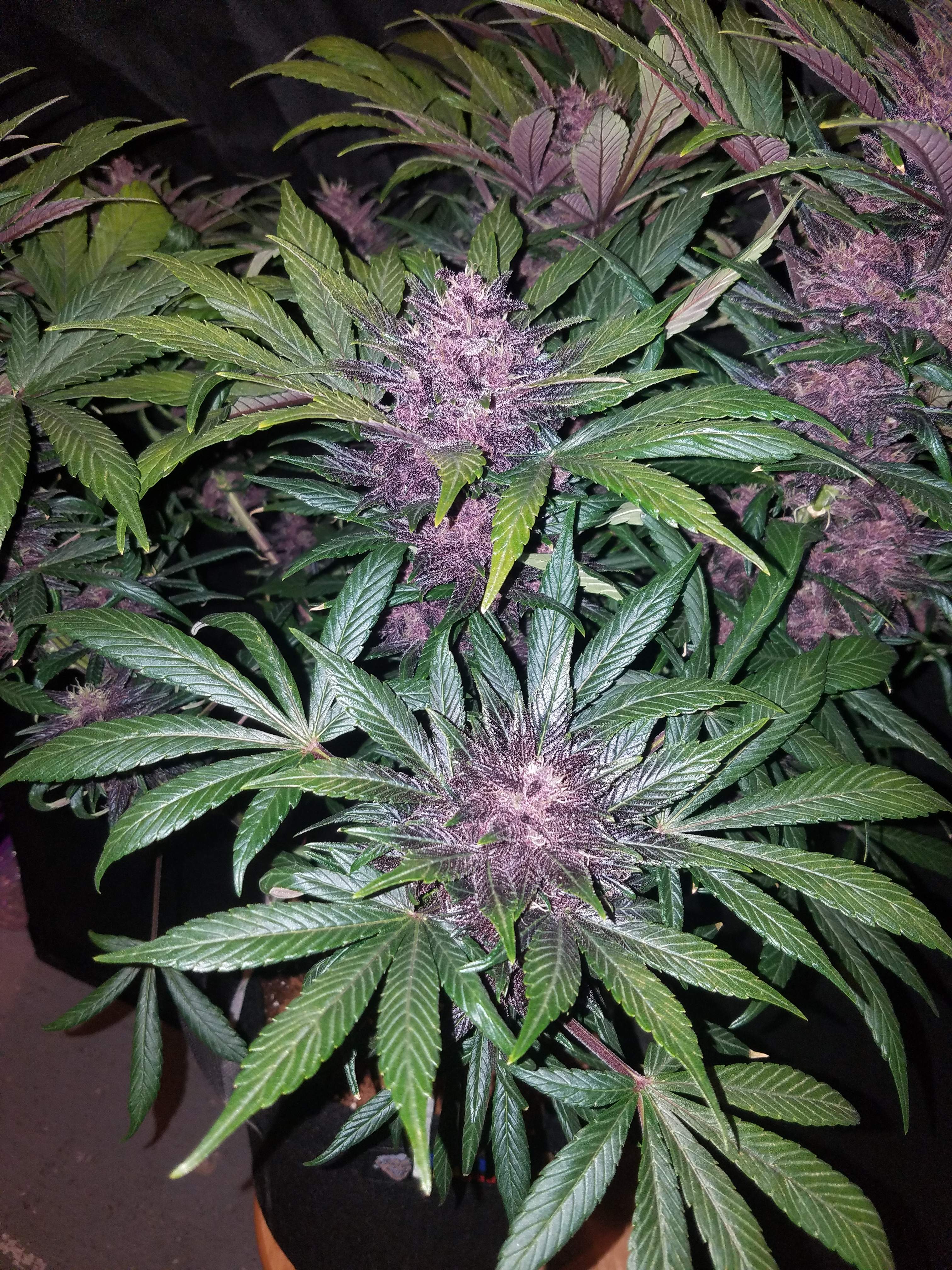 Fast Buds Blackberry Auto Feminisiert Autoflower