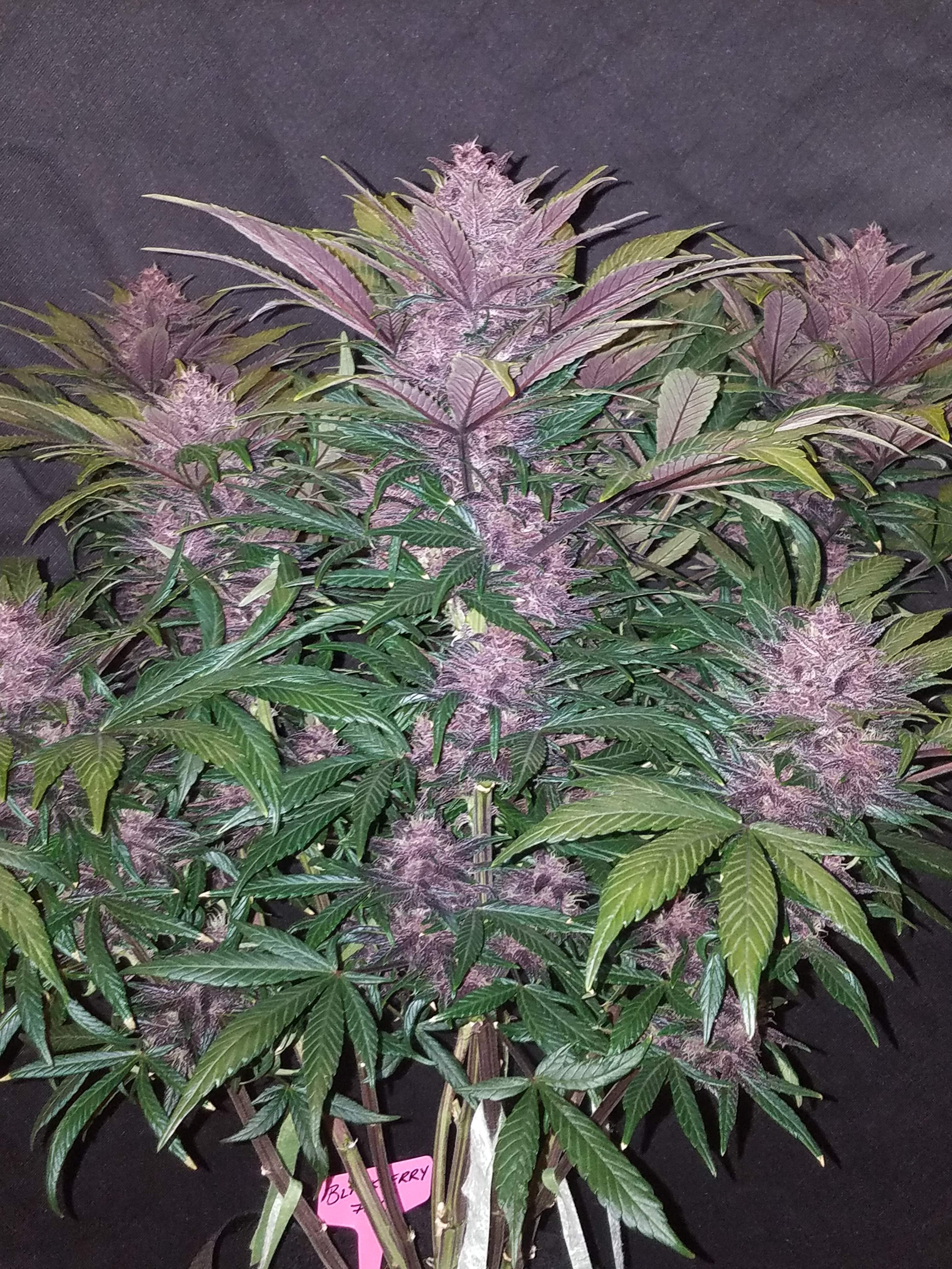 Fast Buds Blackberry Auto Feminisiert Autoflower