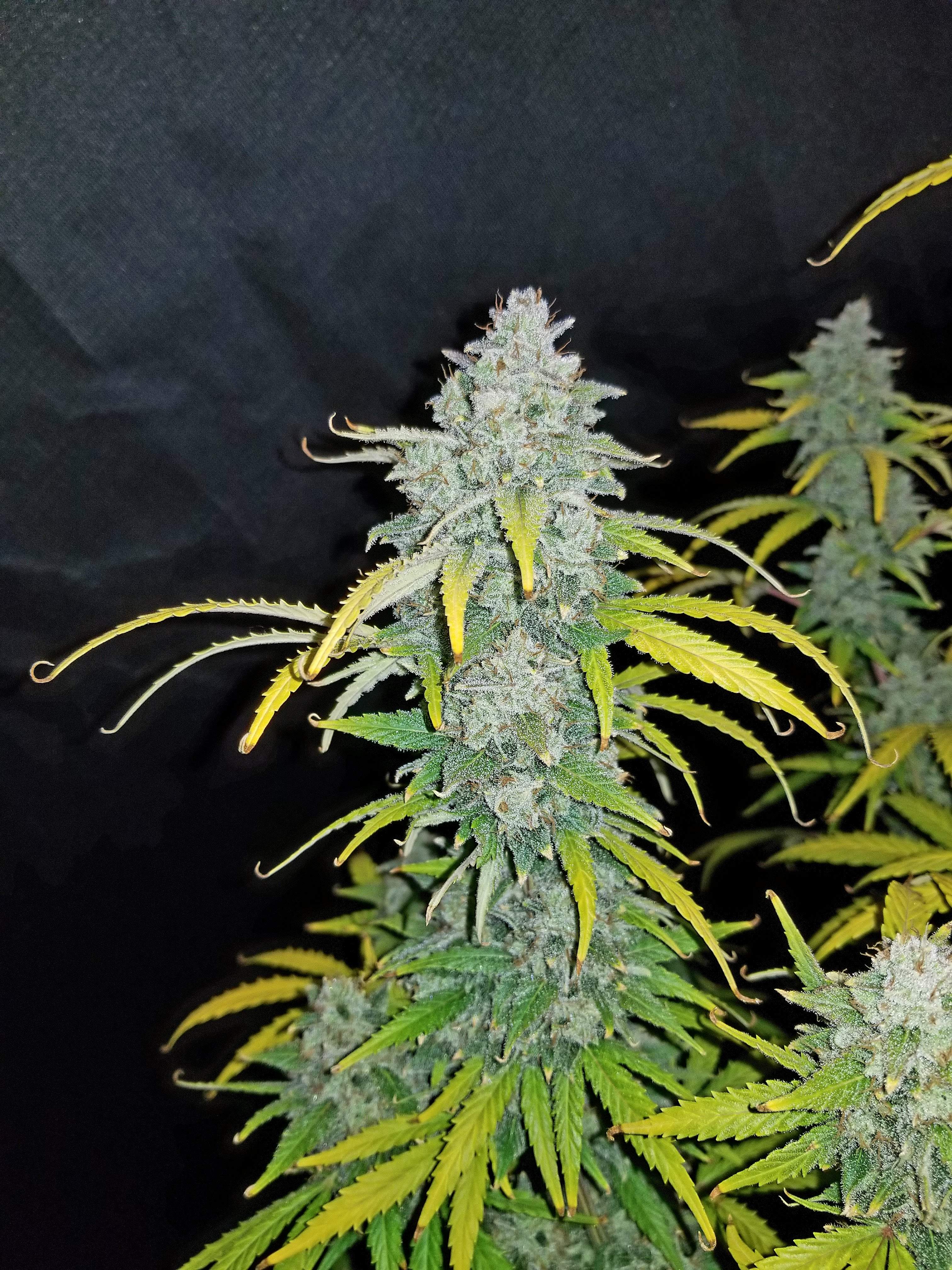 Fast Buds Blue Dream´matic Auto Feminisierte Autoflower