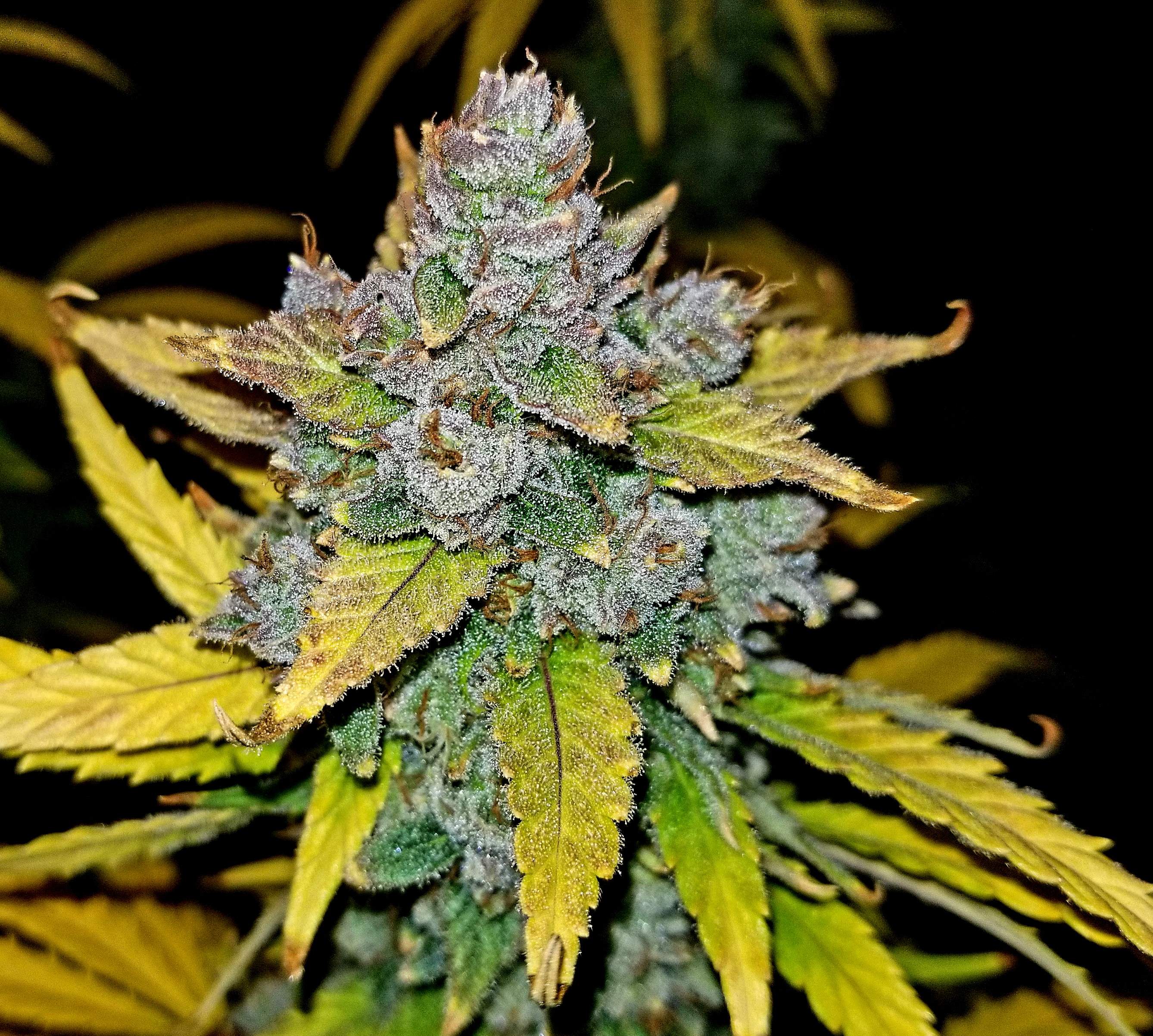 Fast Buds Blue Dream´matic Auto Feminisierte Autoflower