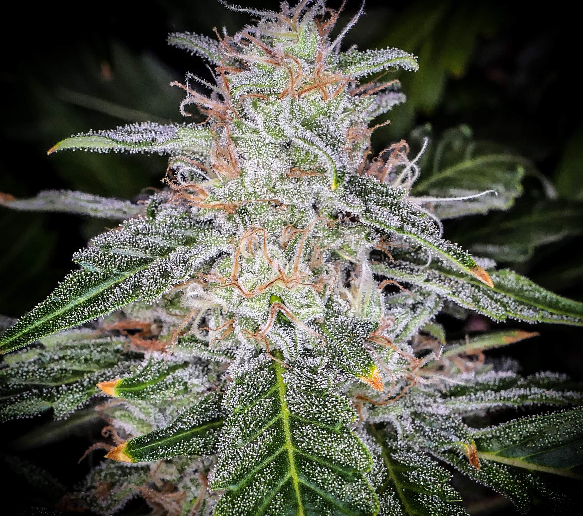 Fast Buds Blue Dream´matic Auto Feminisierte Autoflower