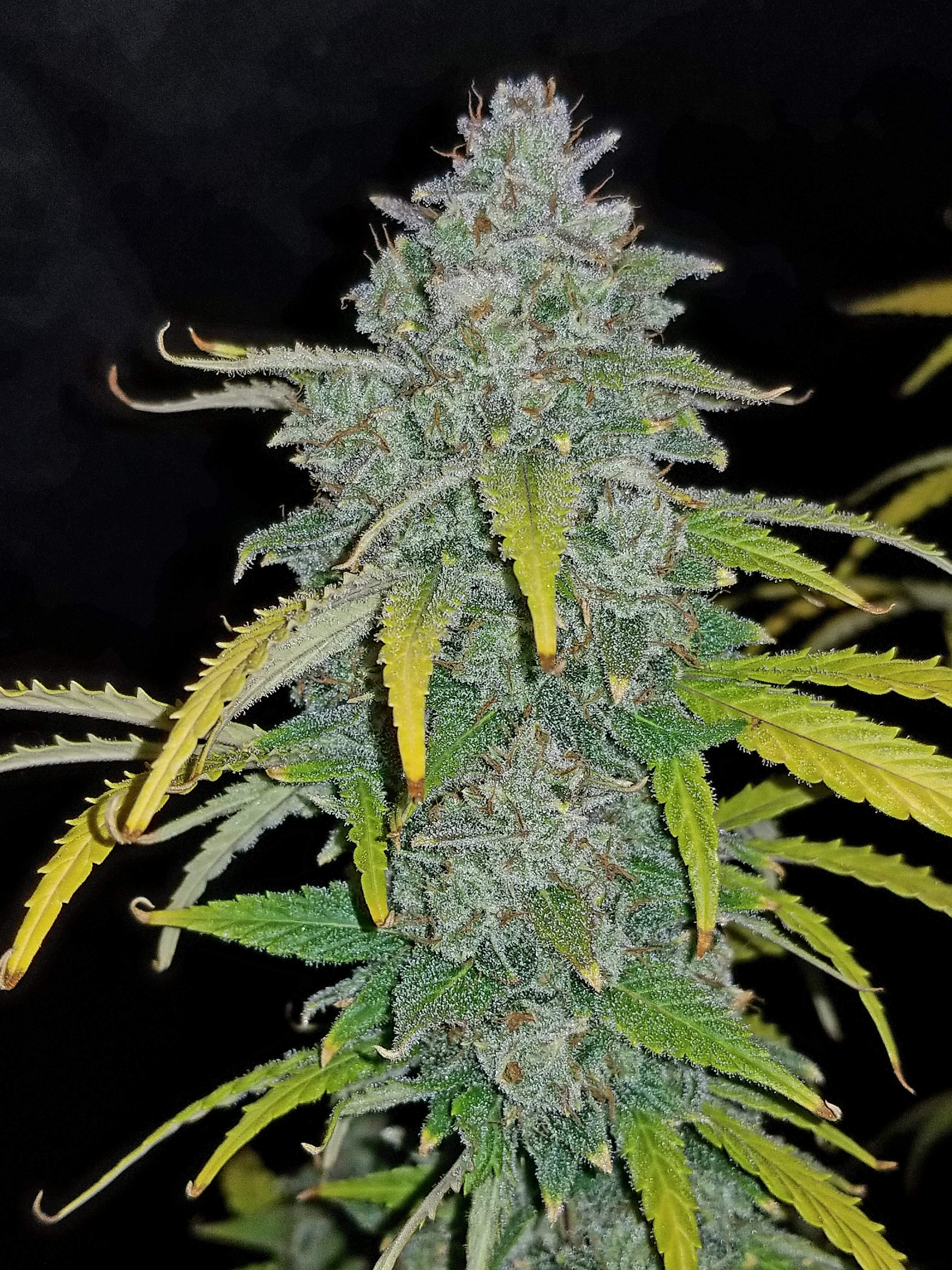 Fast Buds Blue Dream´matic Auto Feminisierte Autoflower