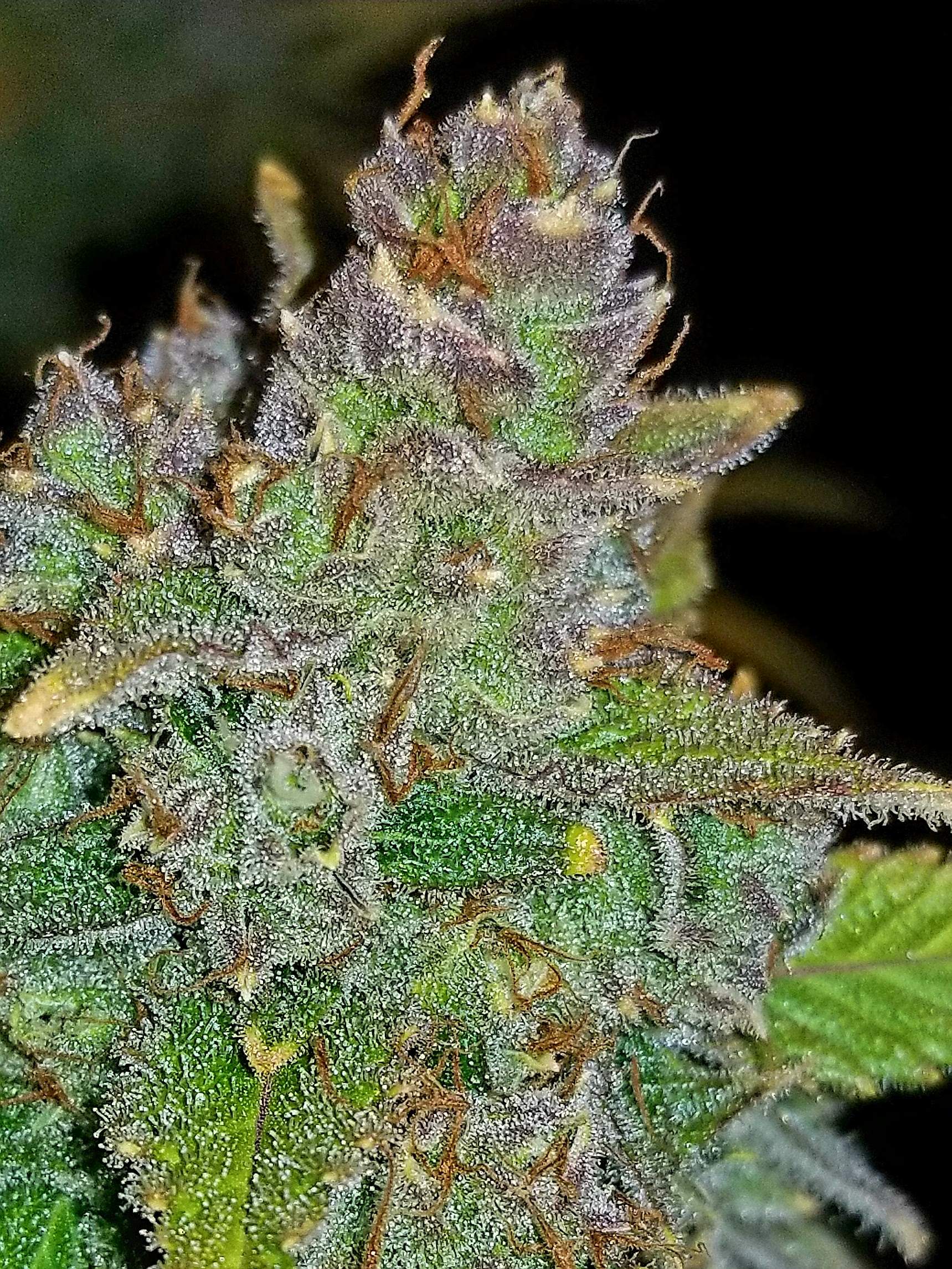 Fast Buds Blue Dream´matic Auto Feminisierte Autoflower