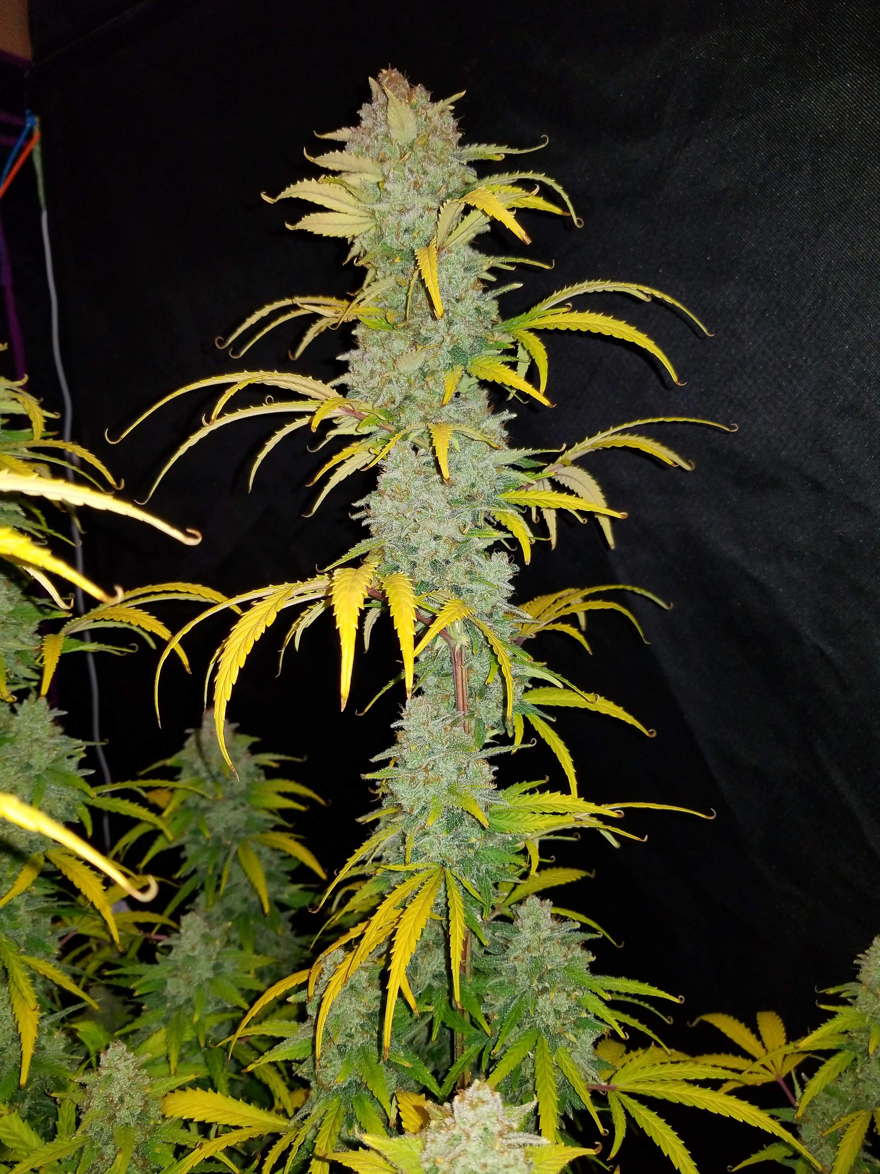 Fast Buds Blue Dream´matic Auto Feminisierte Autoflower